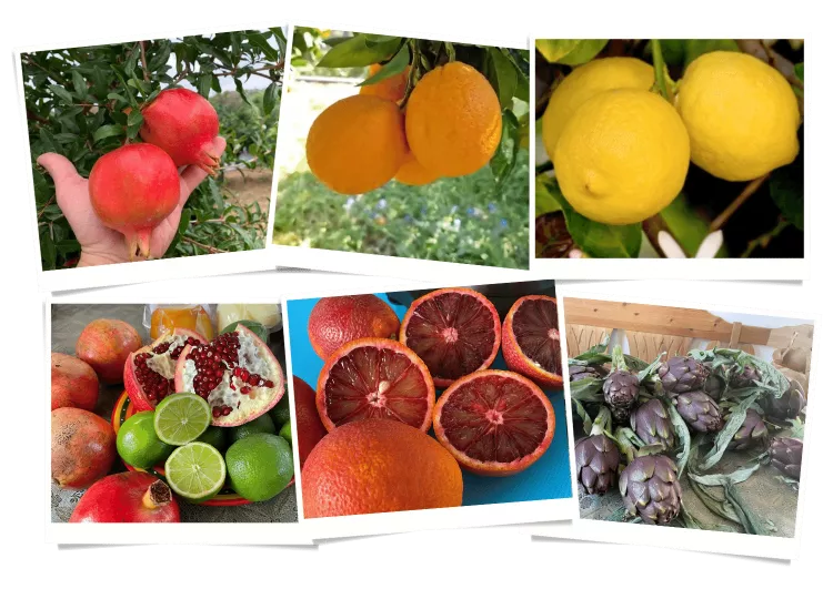 Frisches Obst und Gemüse direkt aus Italien Frisches Obst und Gemüse direkt aus Italien